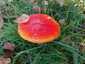 Légyölő galóca (Amanita muscaria), Őrség
